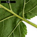 SpeciesSub: var. pontica